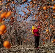 yy体育 -lj}姌8饨4杮黤茀?+癢?